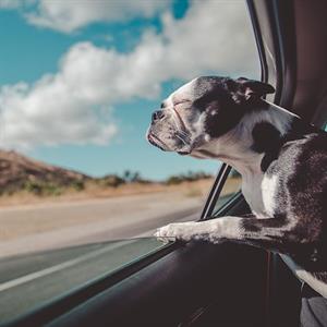 118005 Petboarding S