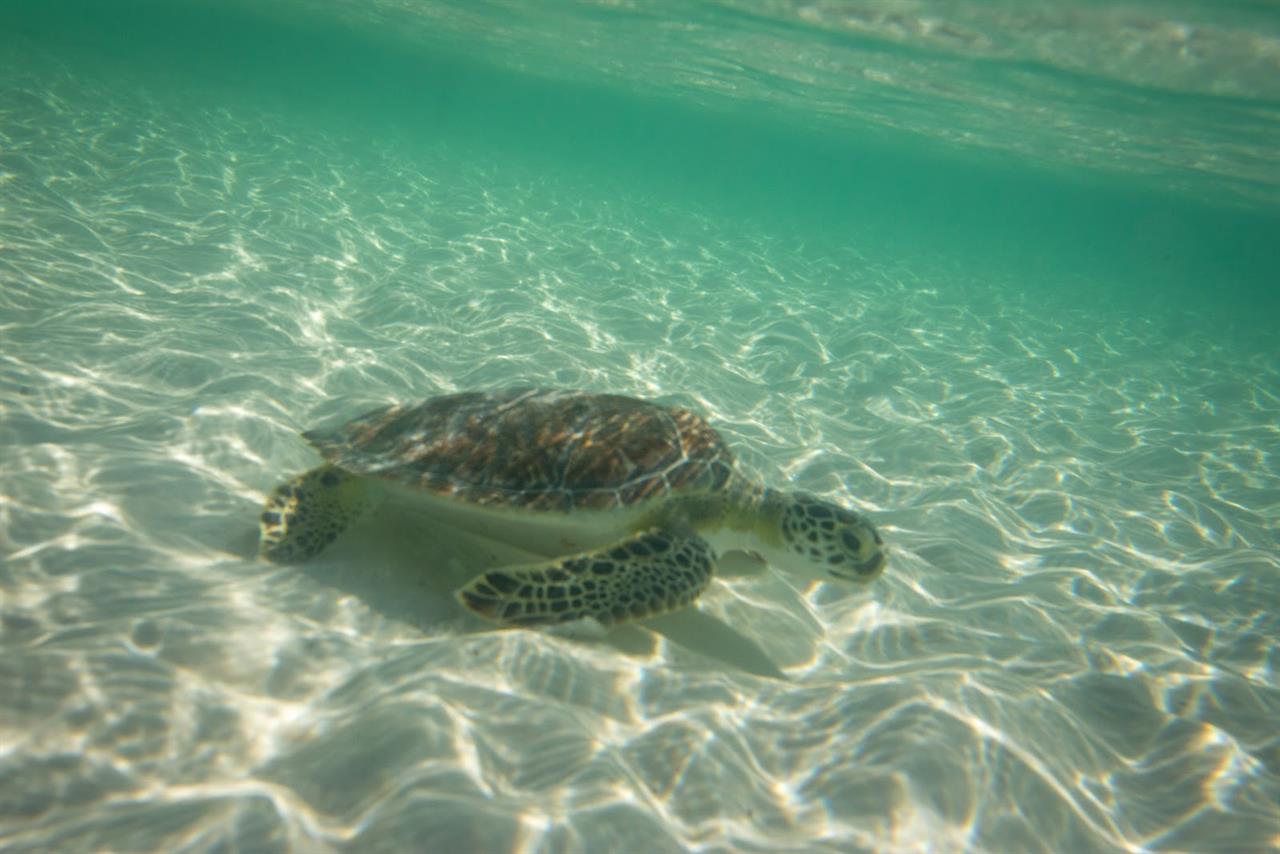 120095 Beauty_of_the_emerald_coast B