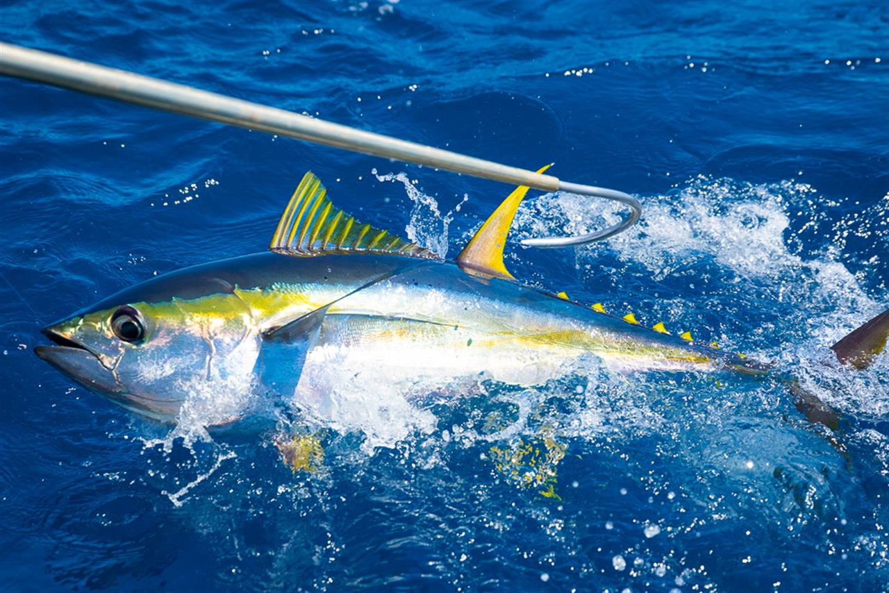 120860 Fishto_reelin B