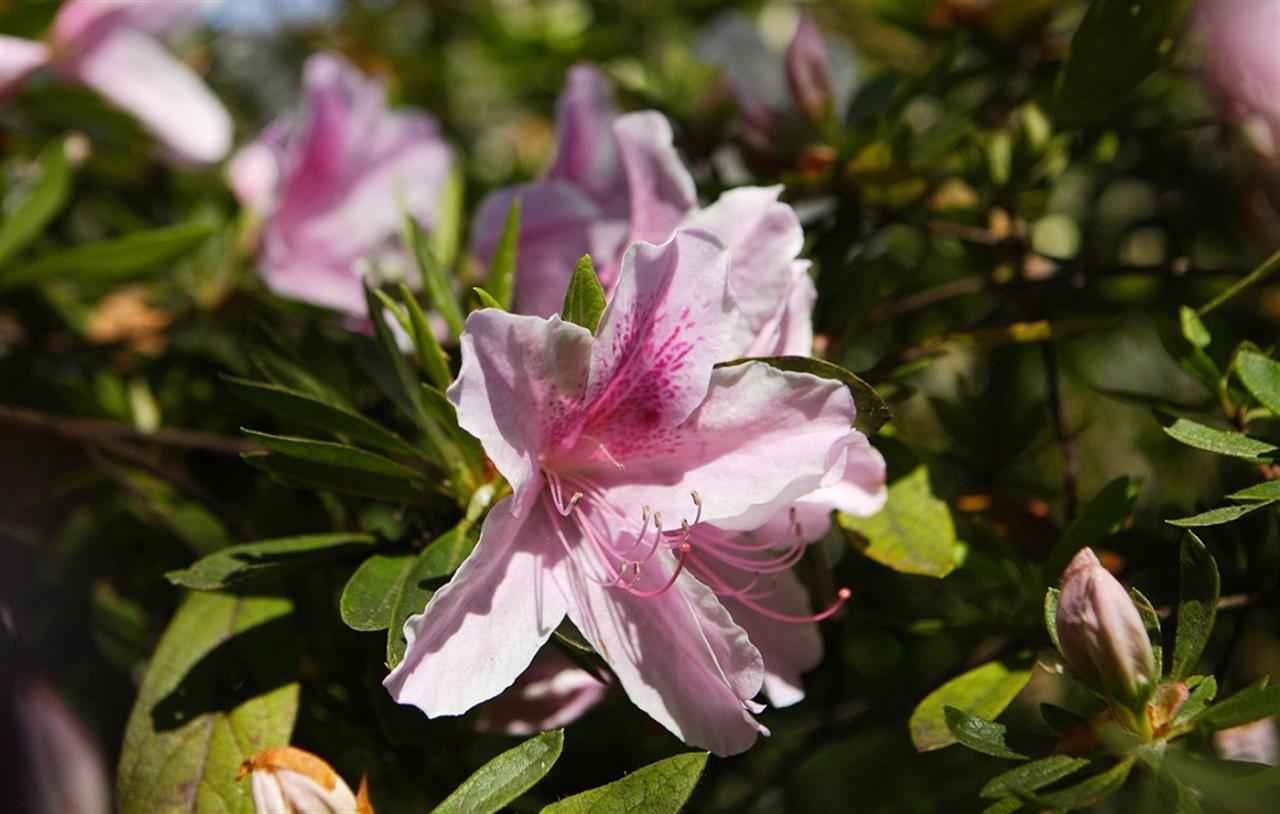 azalea near chapel