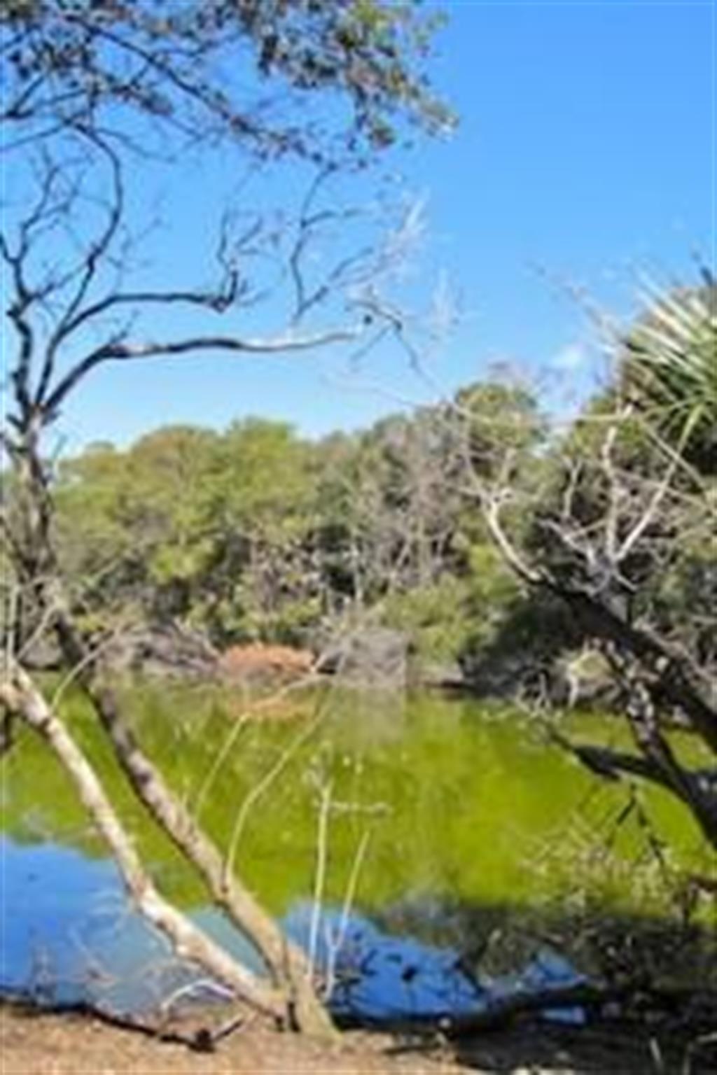 At Ibis Roost Pond, the trees were full of ibis and herons.