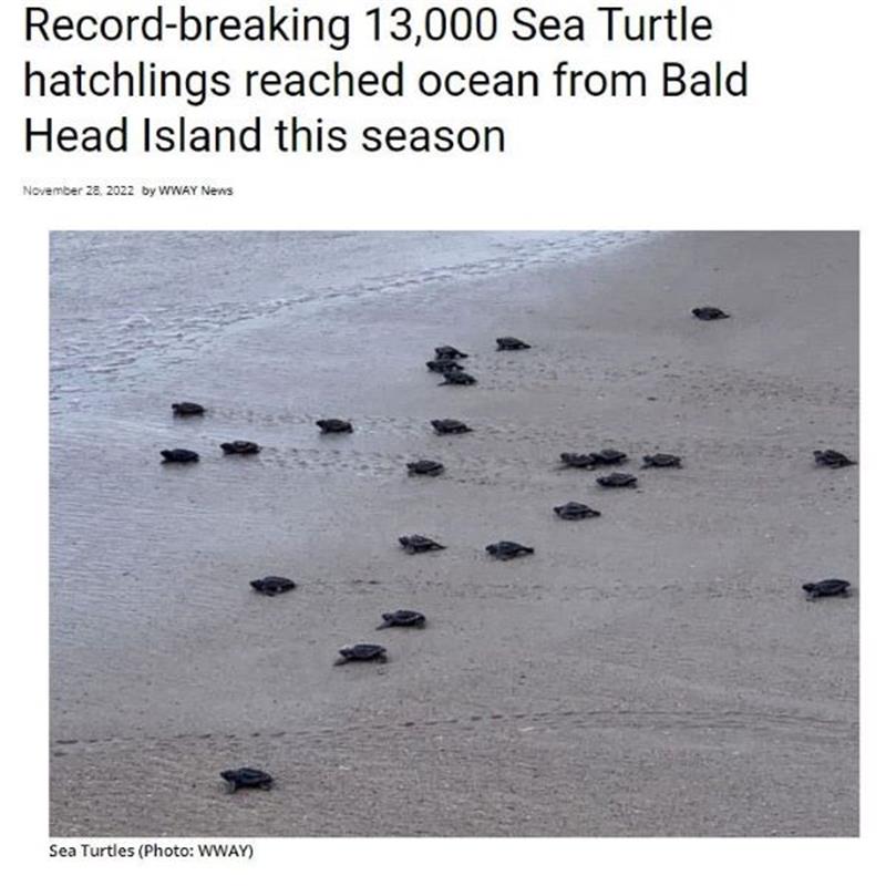 120291 Wway Sea Turtle Record Year M