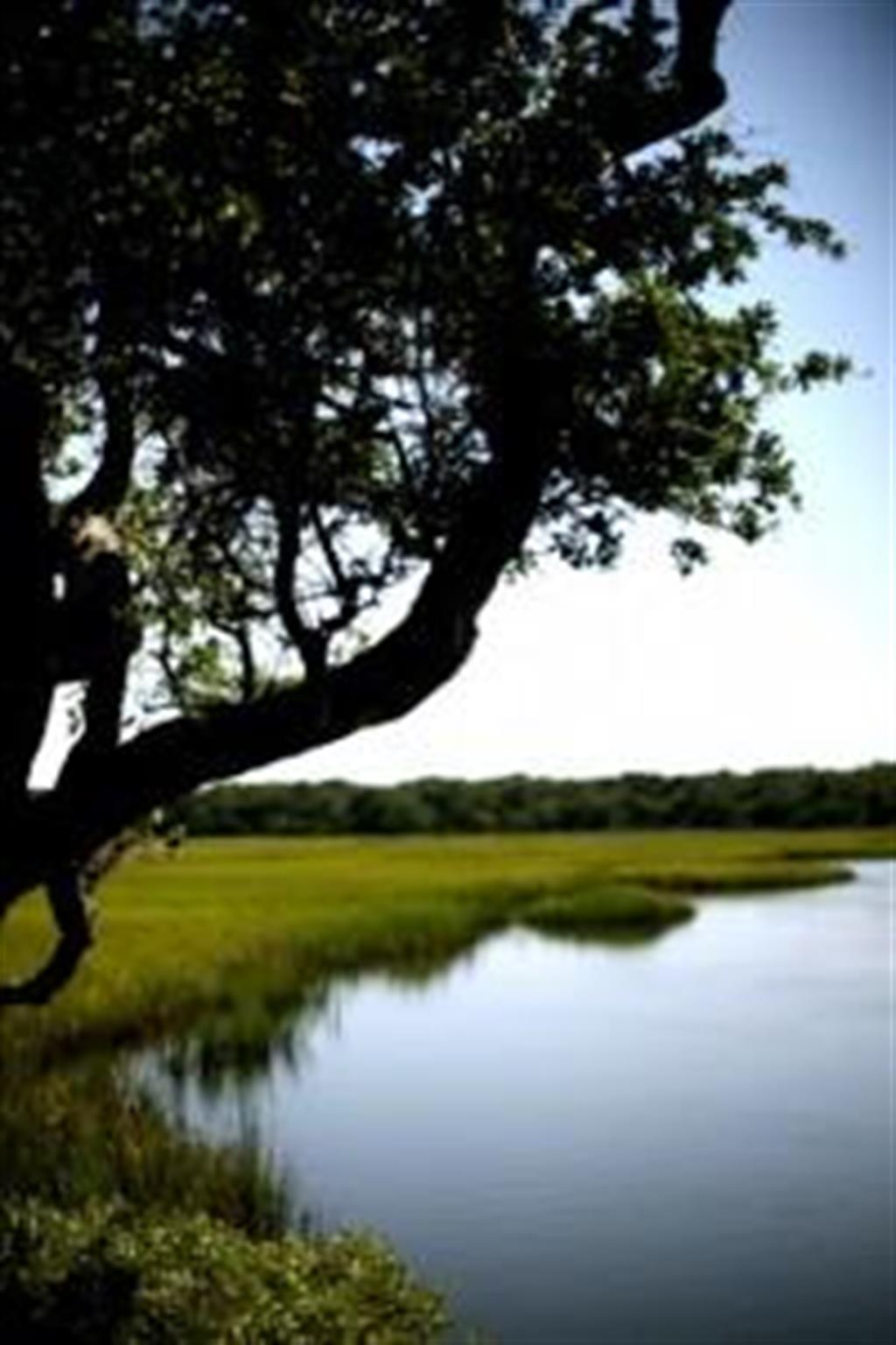 A quite morning on the marsh.