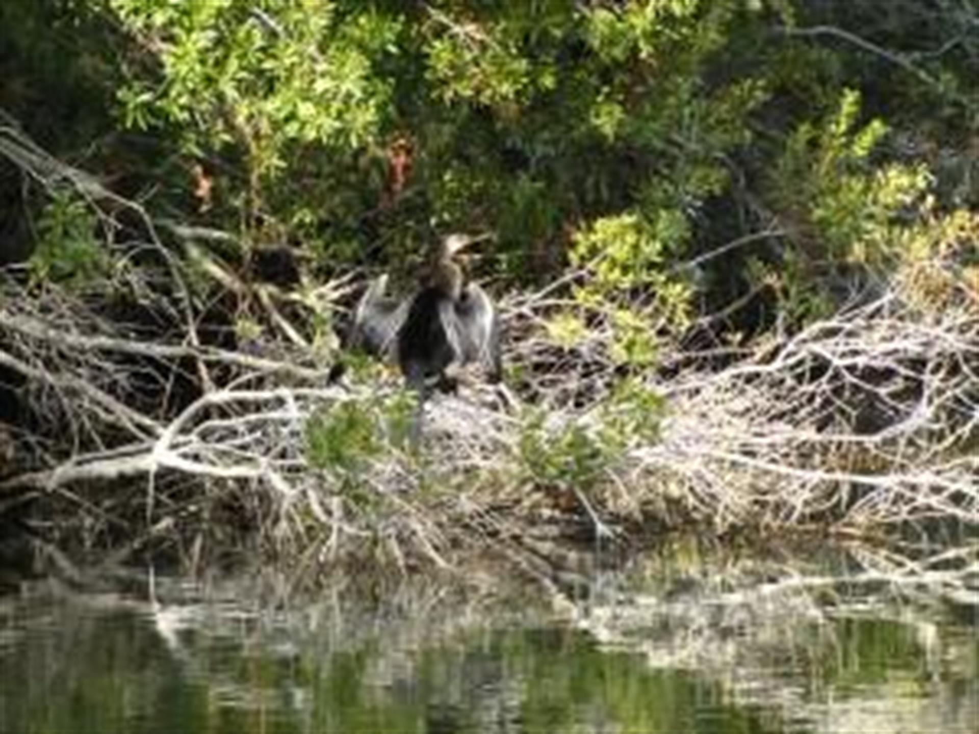 We saw this anhinga at the Conservancy pond on Stede Bonnet Wynd.