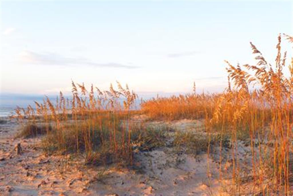 Grass Dunes