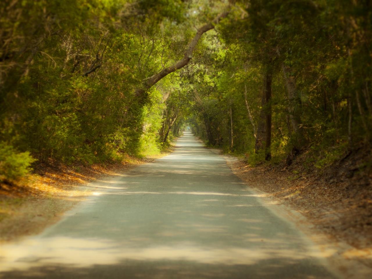 Bald Head Island Maritime Forest