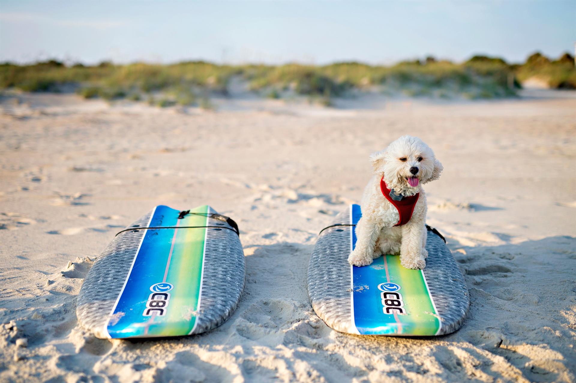 dog on surfboard bald head island