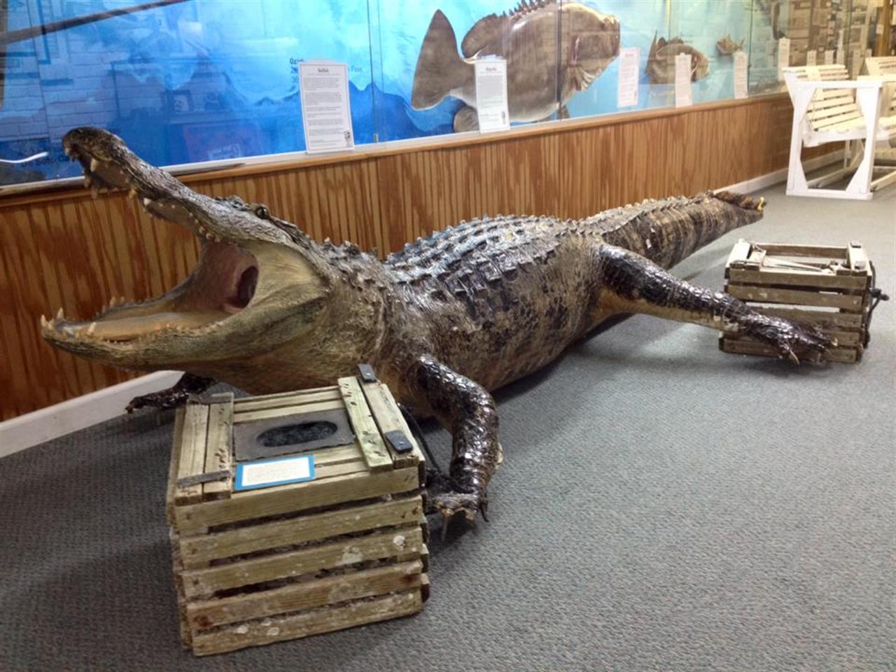Alligator Destin Museum