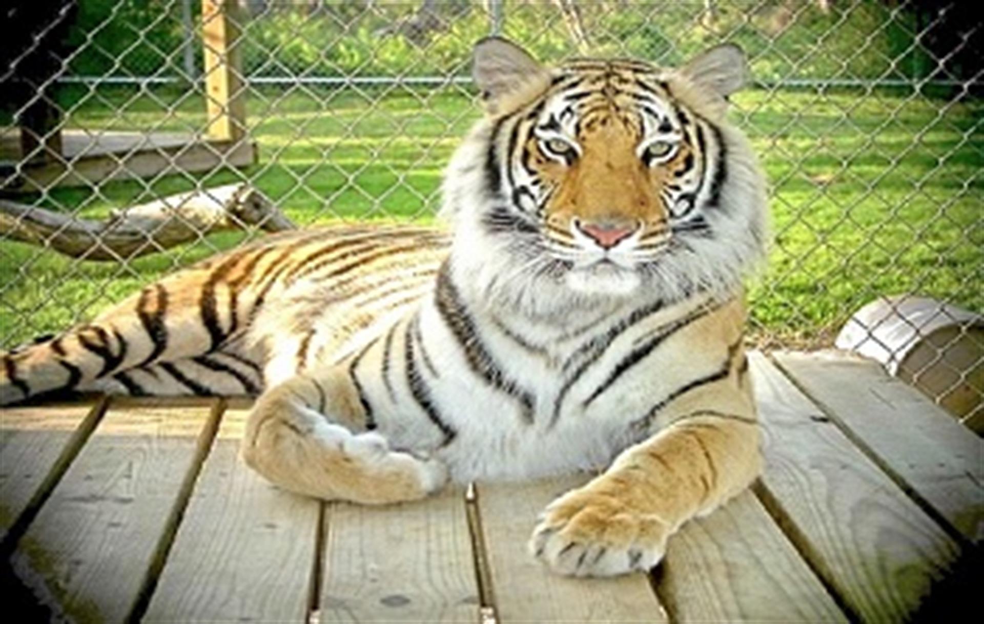 Rani, Bengal tiger
