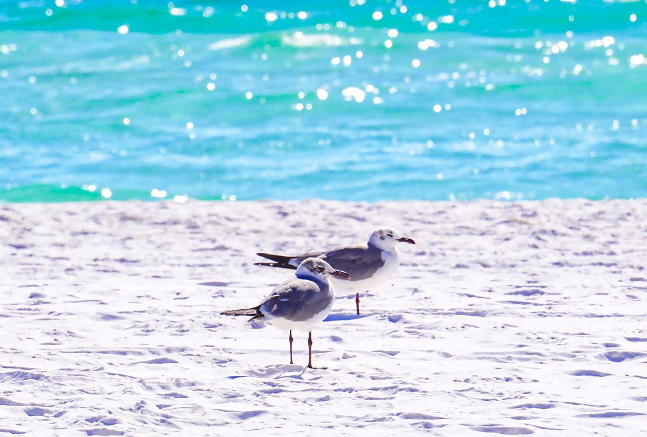 Spend Thanksgiving Day in Destin Florida this Year - Destin Vacation  Rentals Blog