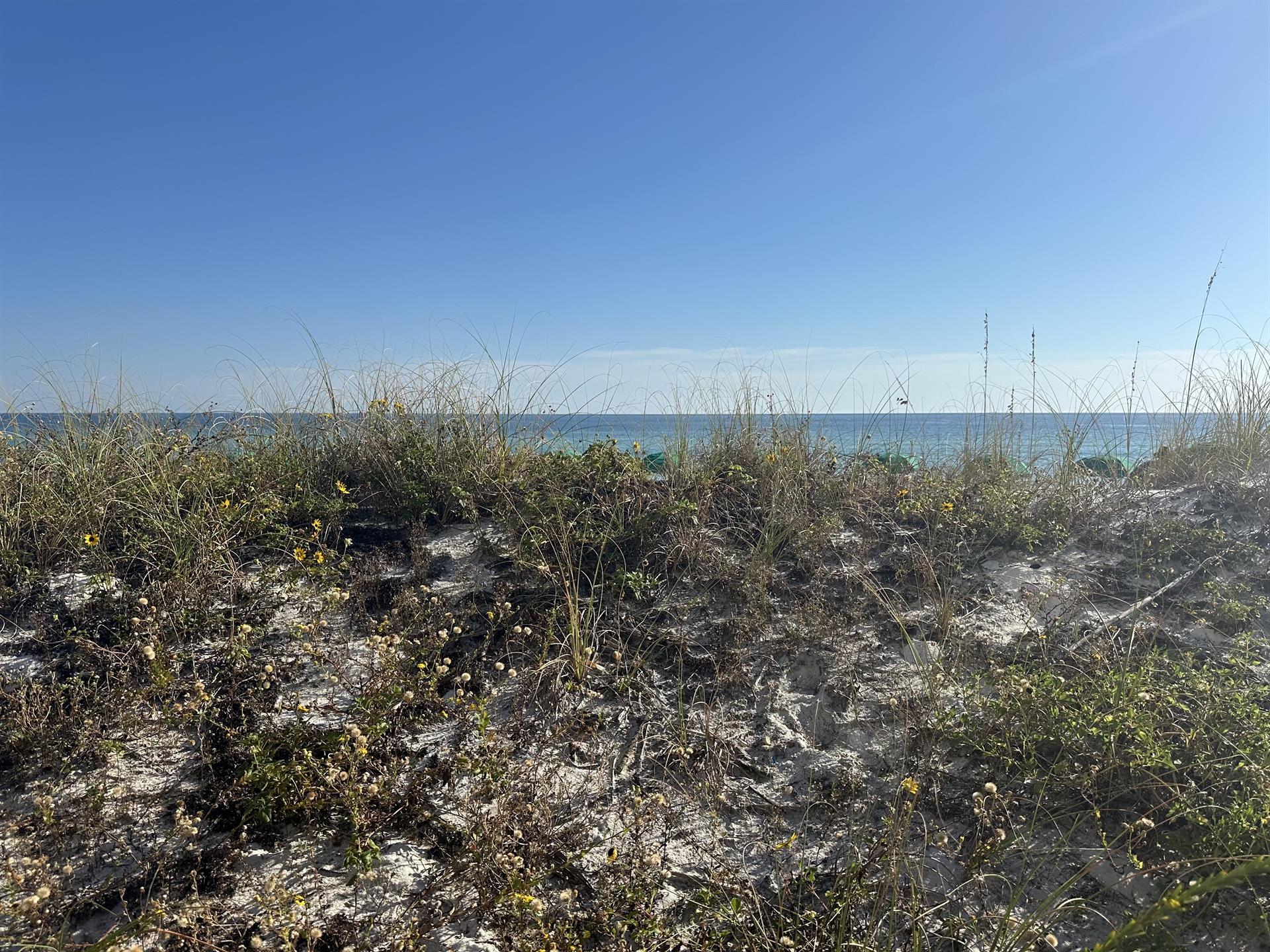 Sea Oats  Sand Dunes leading to beach