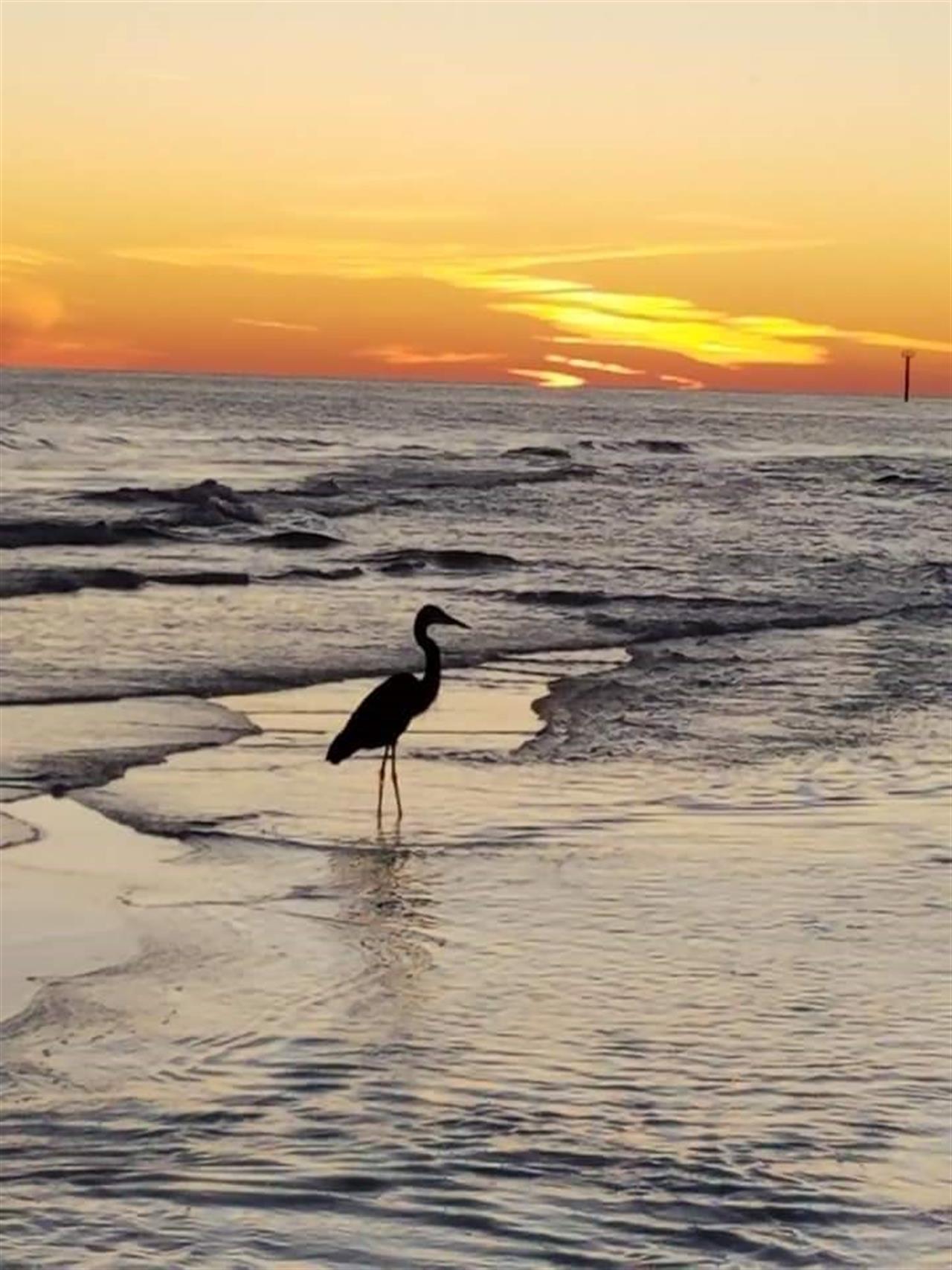 See Wildlife
