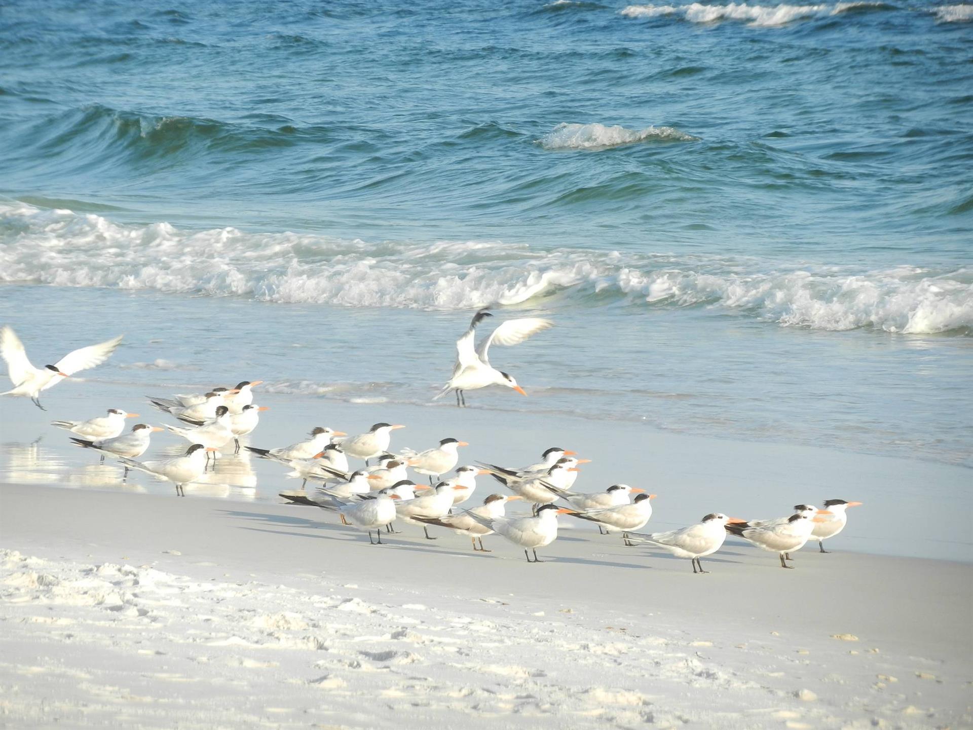 Sunrises at the Beach are the BEST