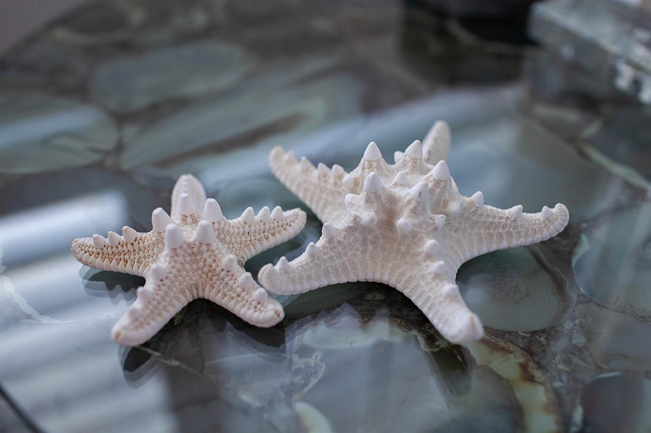 HSRC Starfish Decor