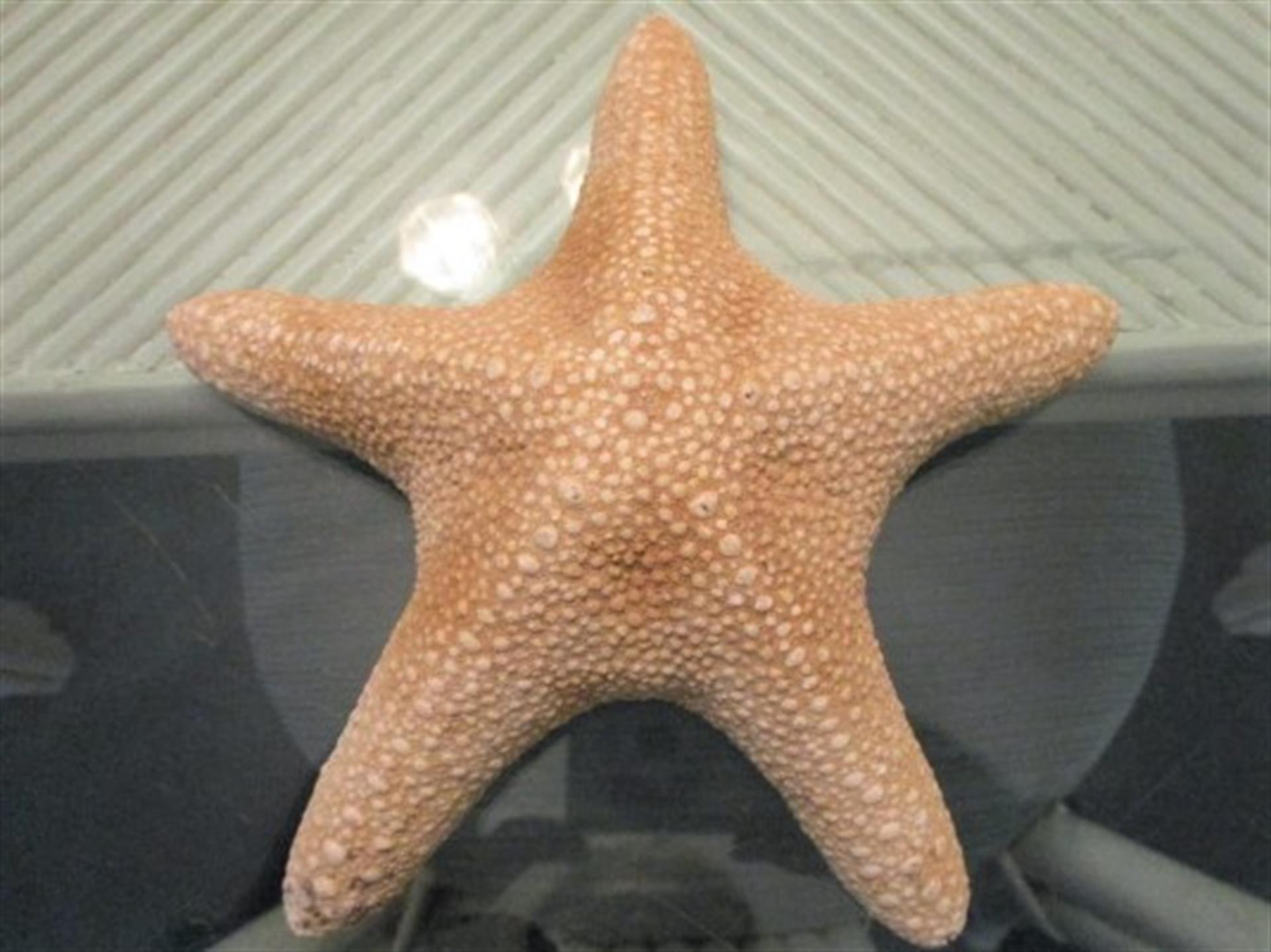HSRC 414 Starfish Decor