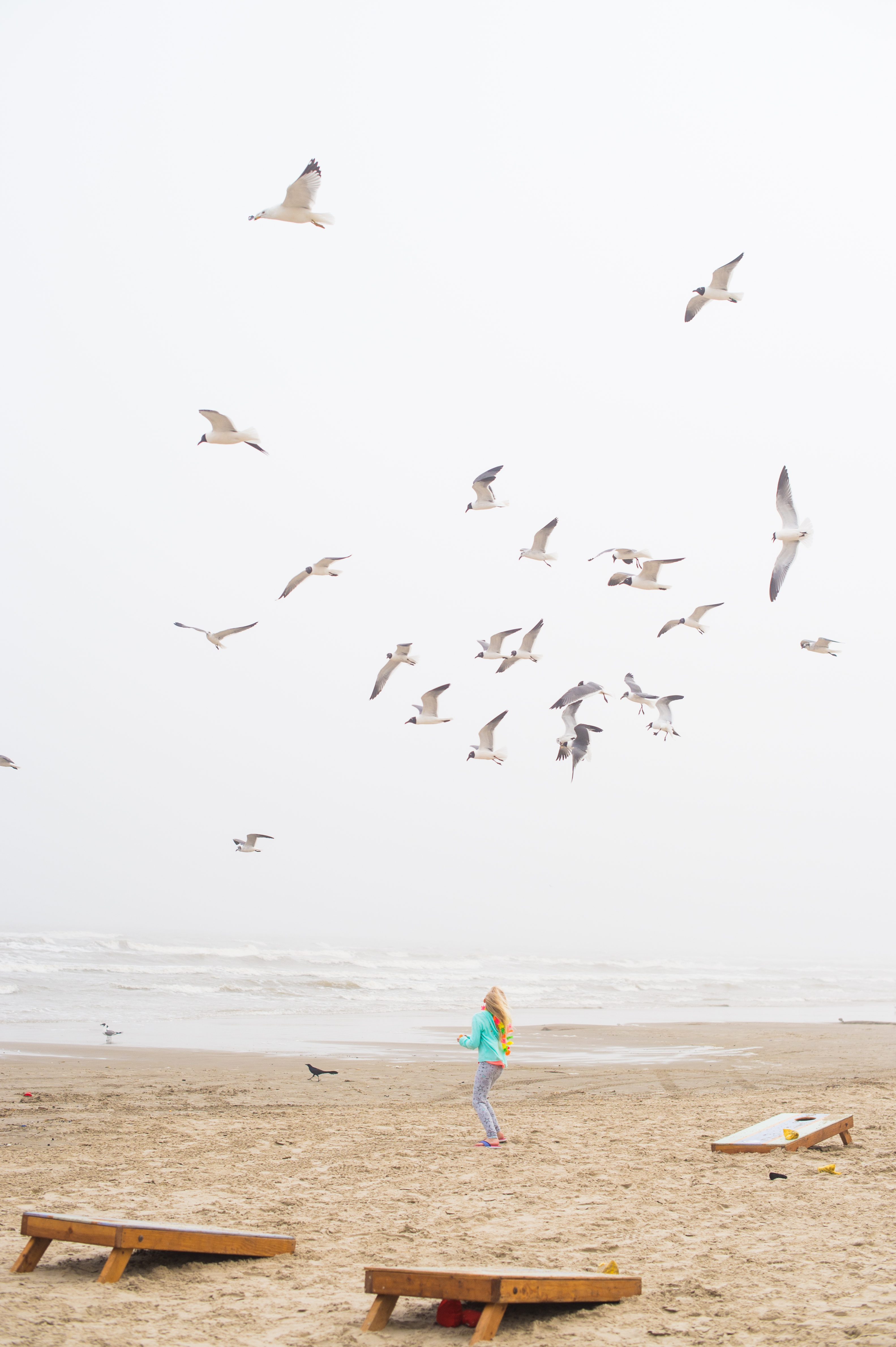 fog on beach with seagulls cinnamon shore