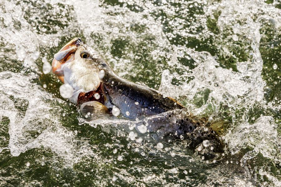 Speckled trout leaping above the water along the Texas Coastal Bend