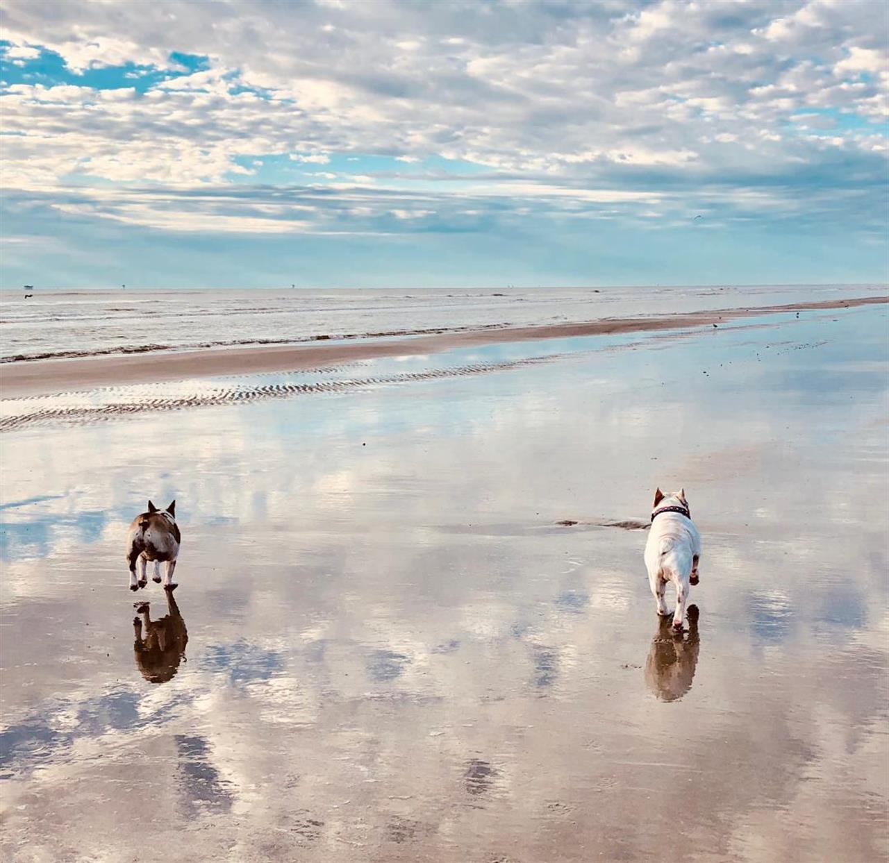 Dogs on beach scenic_2