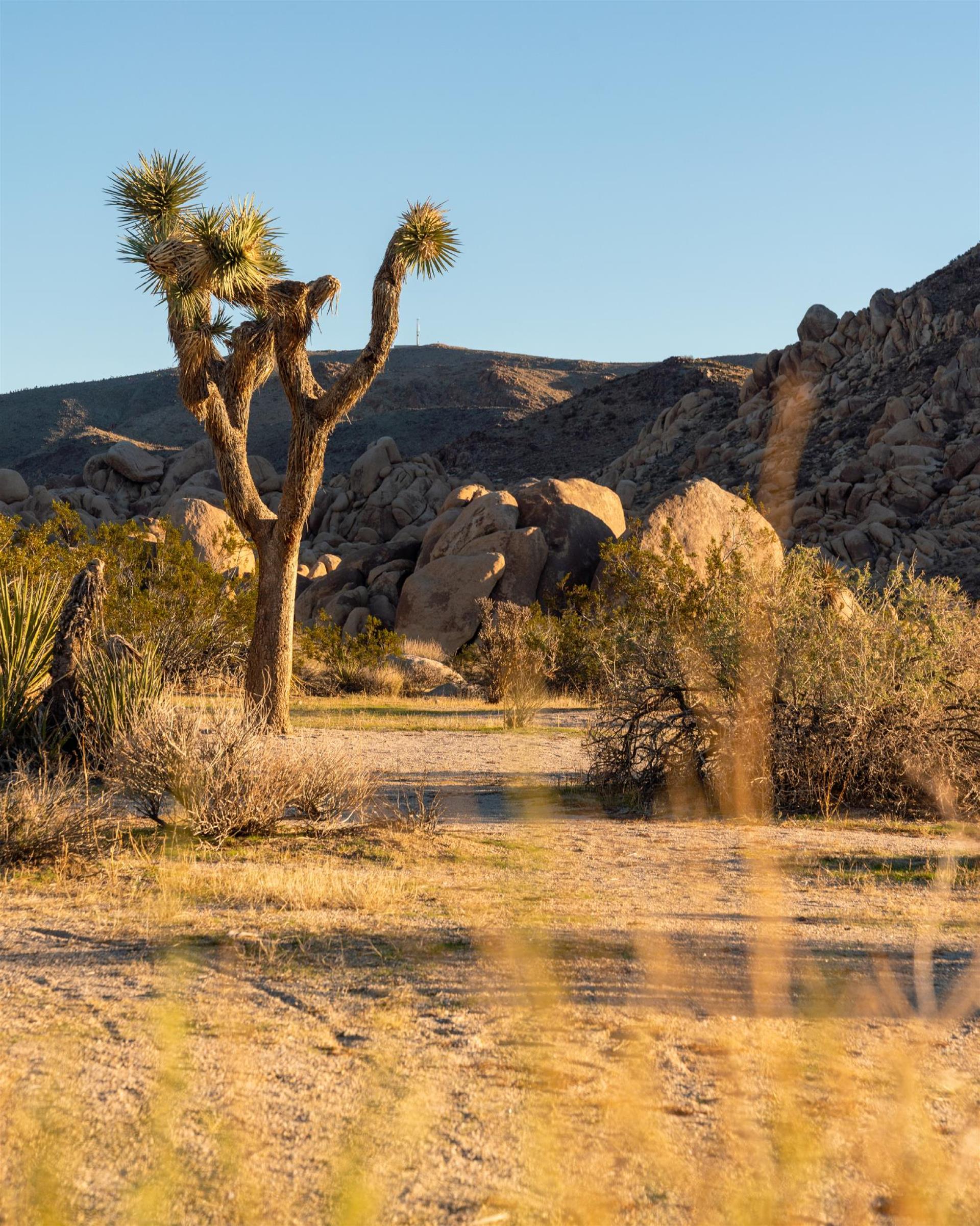 Picture of Joshua Trees at Joshua Tree National Park
