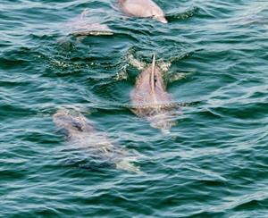 3381 Adventures At Sea S