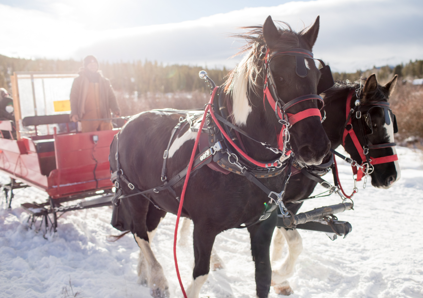 People take a sleigh and carriage ride through Park City in the winter.