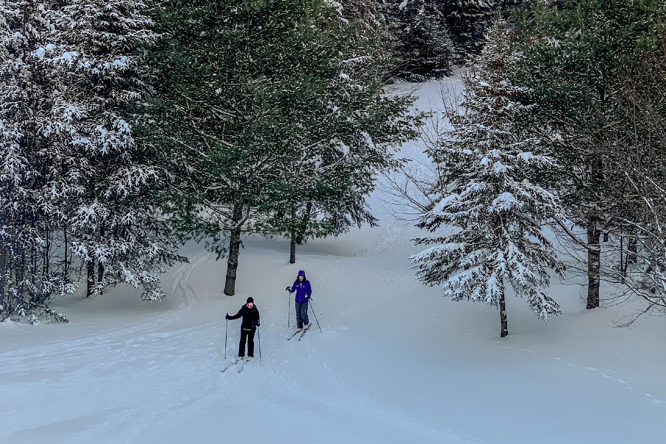 Two cross-country skiers hit the snowy slopes in Park City while surrounded by beautiful pine trees.