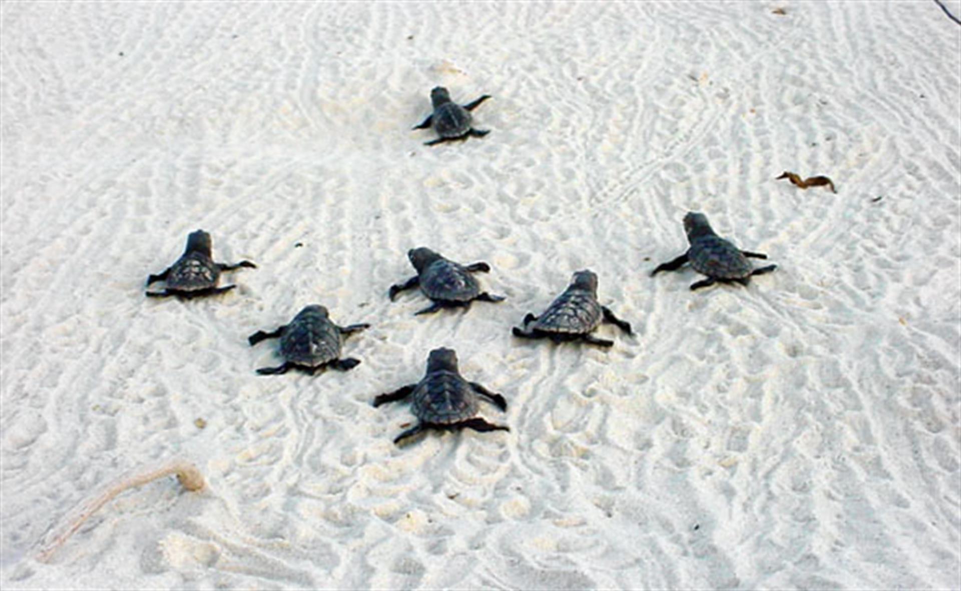 turtlehatchlings