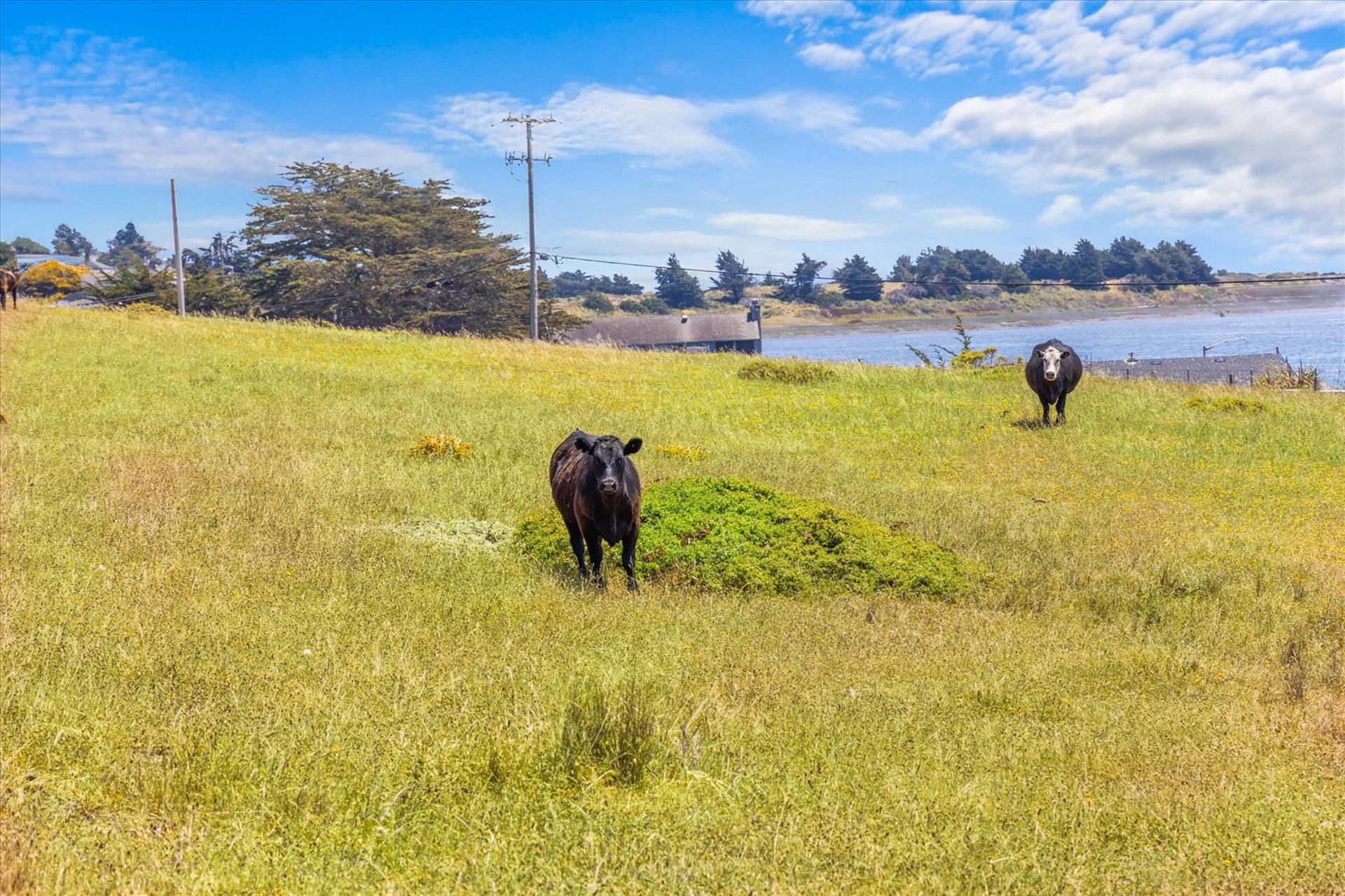 073700 CA1, Bodega Bay, CA, 94923  Digital Twinners73