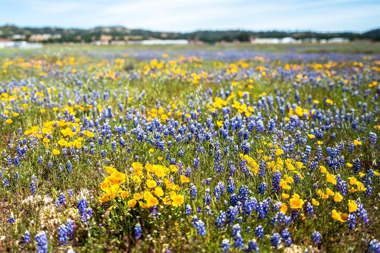 Carmel Valley