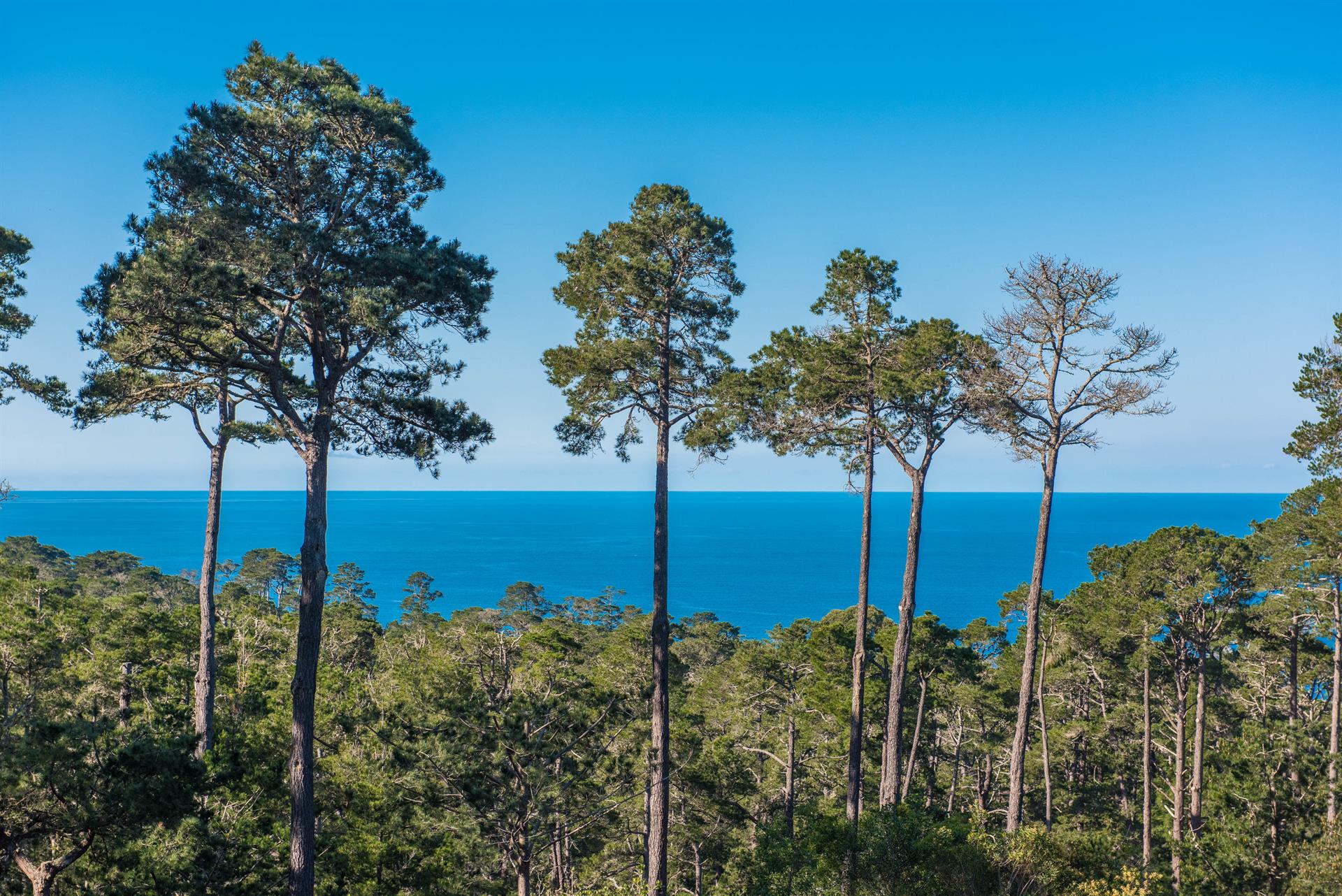 This is One of the Views from the Home Through the Treetops