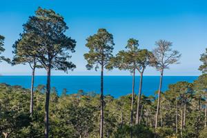 This is One of the Views from the Home Through the Treetops