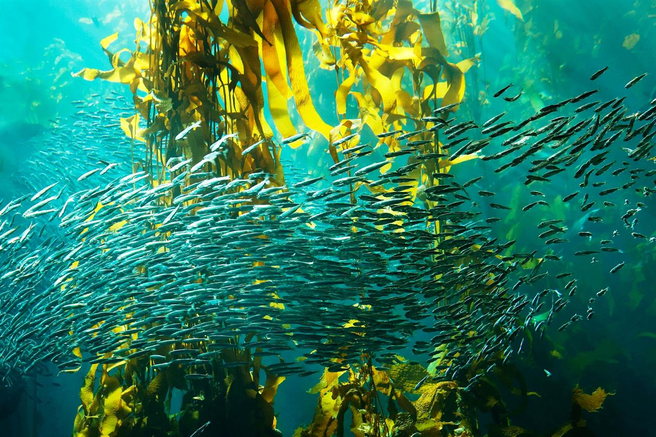 Monterey Bay Aquarium