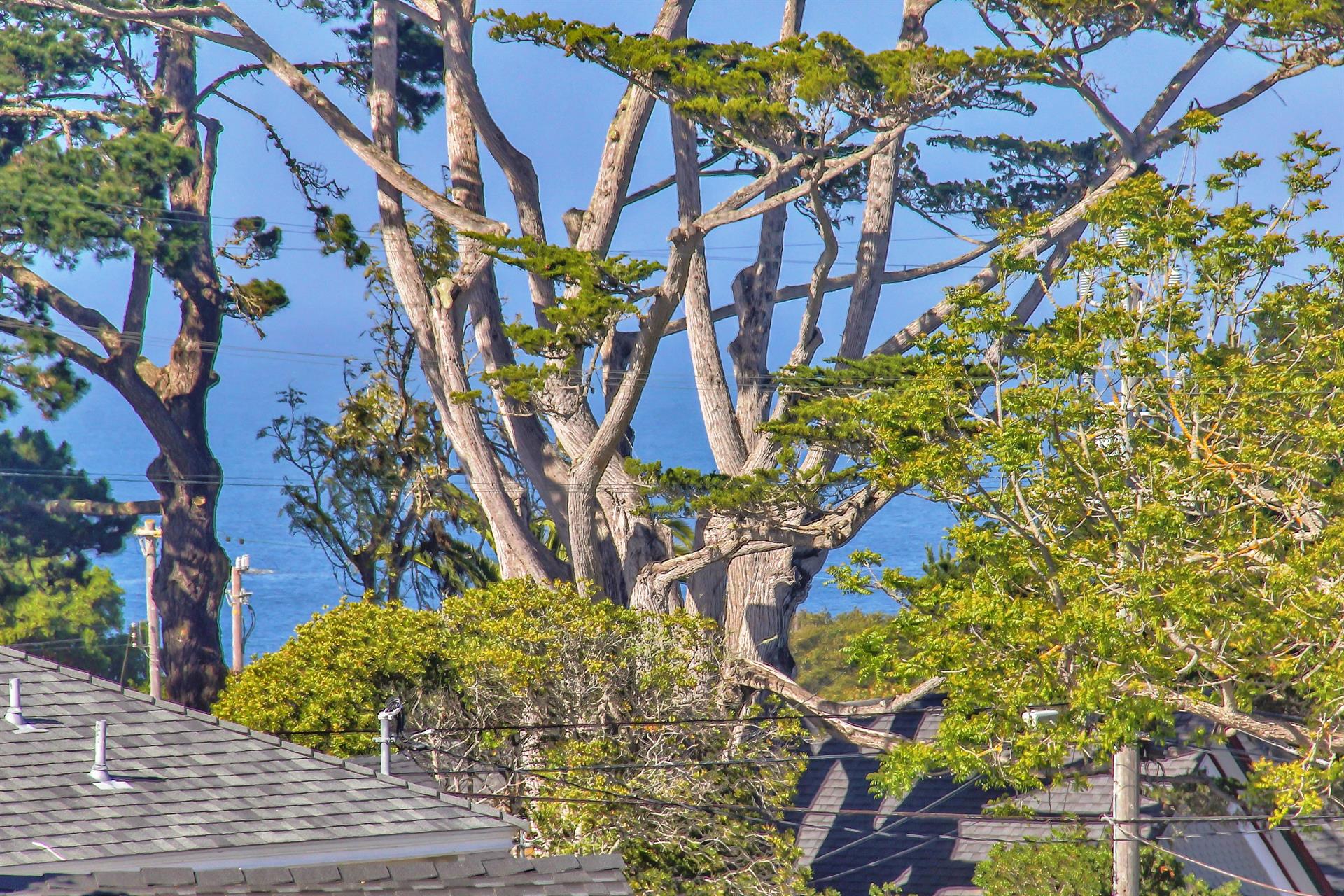 Peeks of Monterey Bay