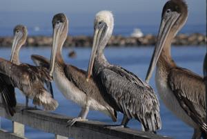 Monterey Harbor