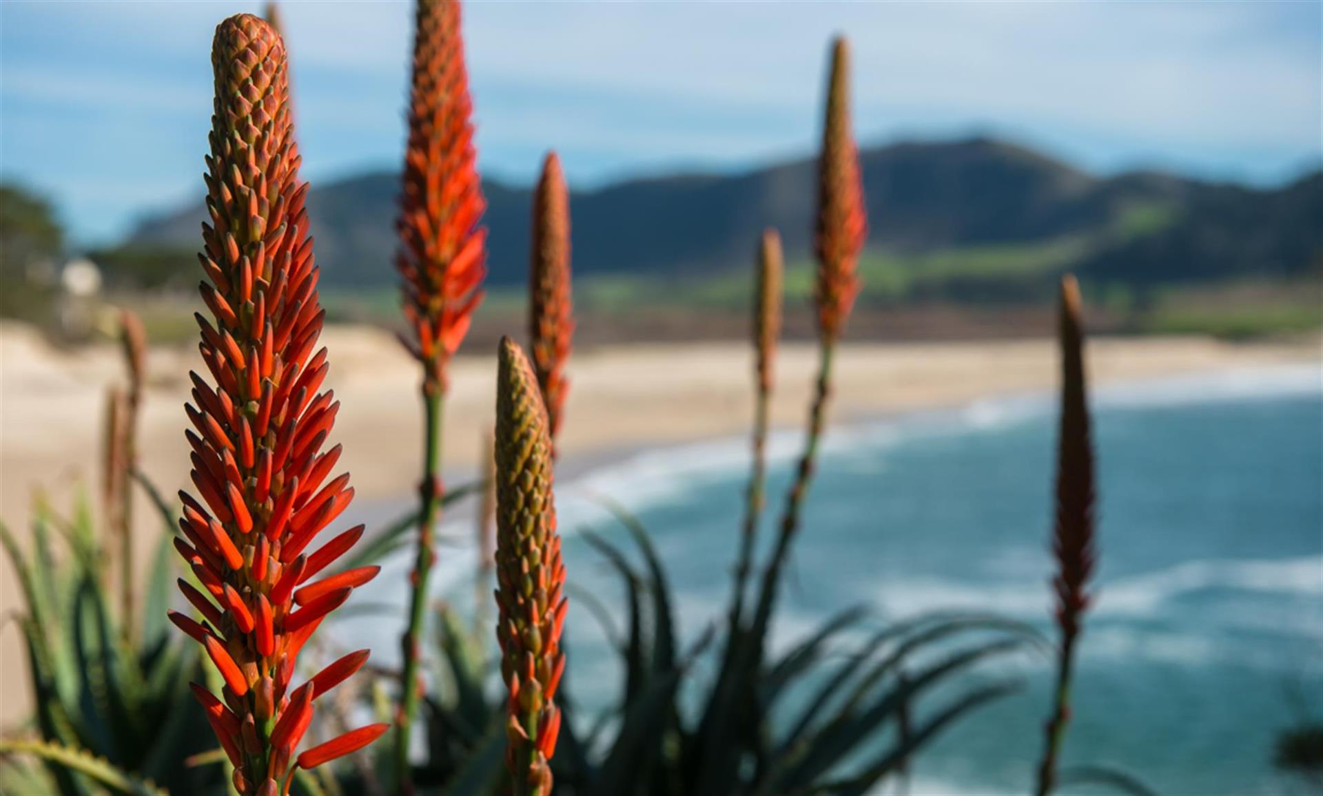 Beach Near Coastal Cottage