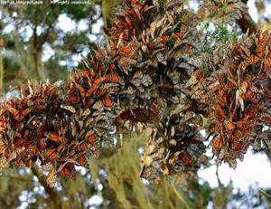 4417 Monarch_sanctuary S