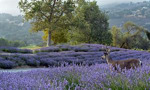 4422 Carmelvalleylavender S