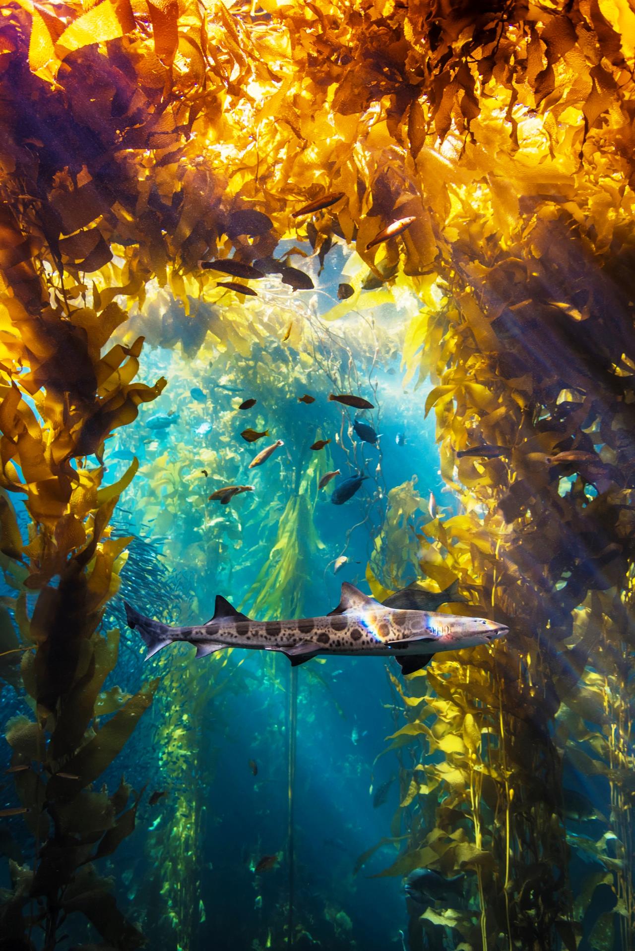 Visit the Monterey Bay Aquarium
