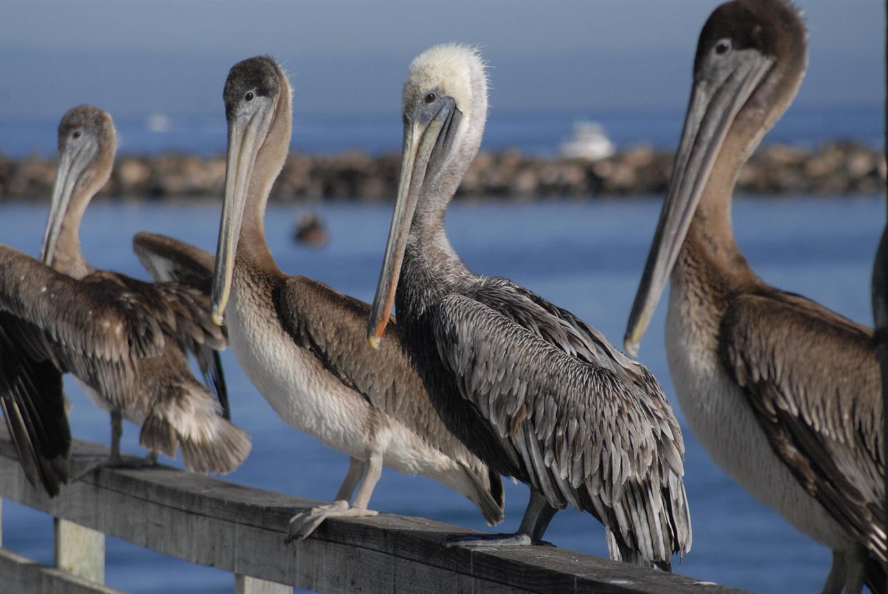 See Wildlife Around the Monterey Peninsula