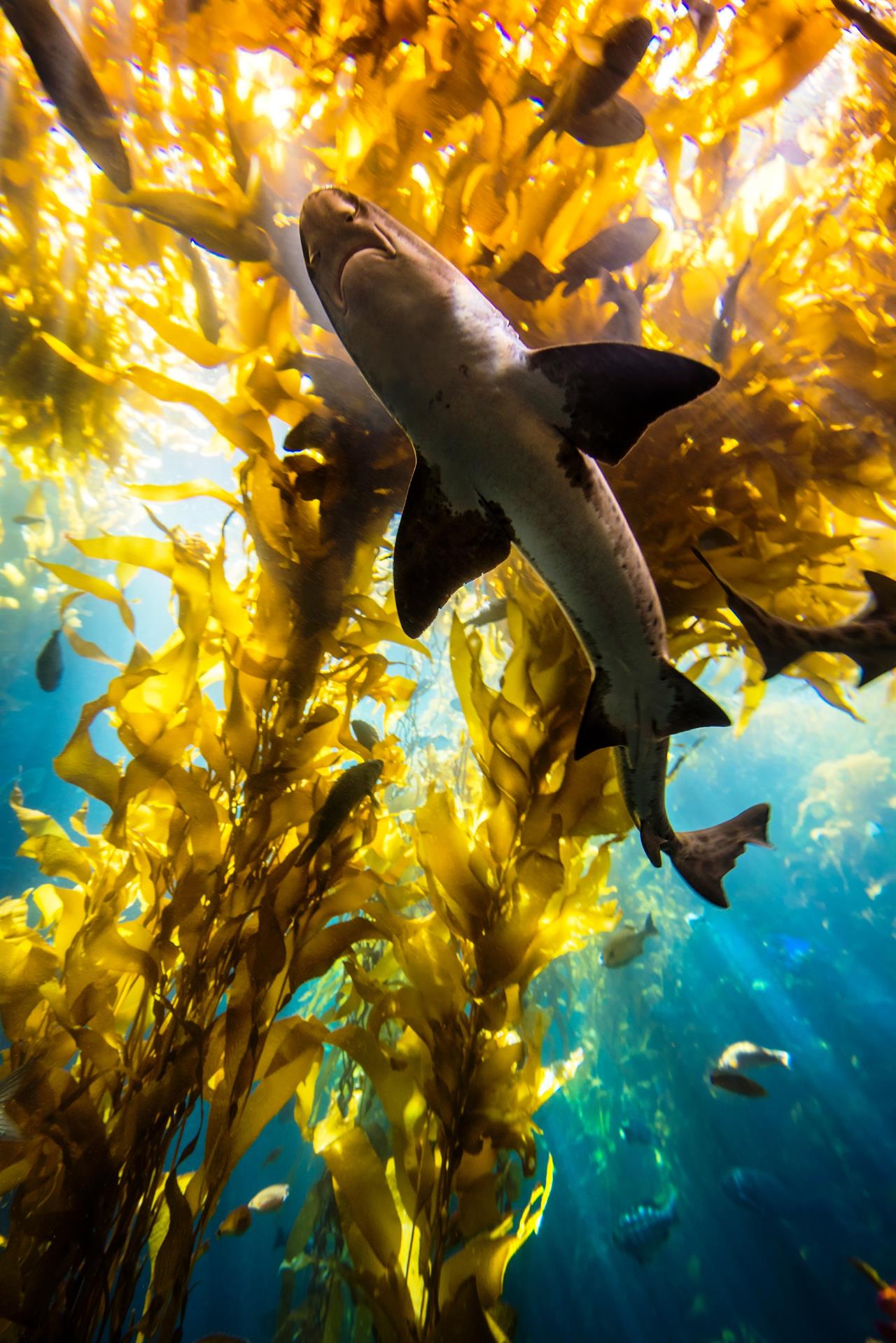 Monterey Bay Aquarium