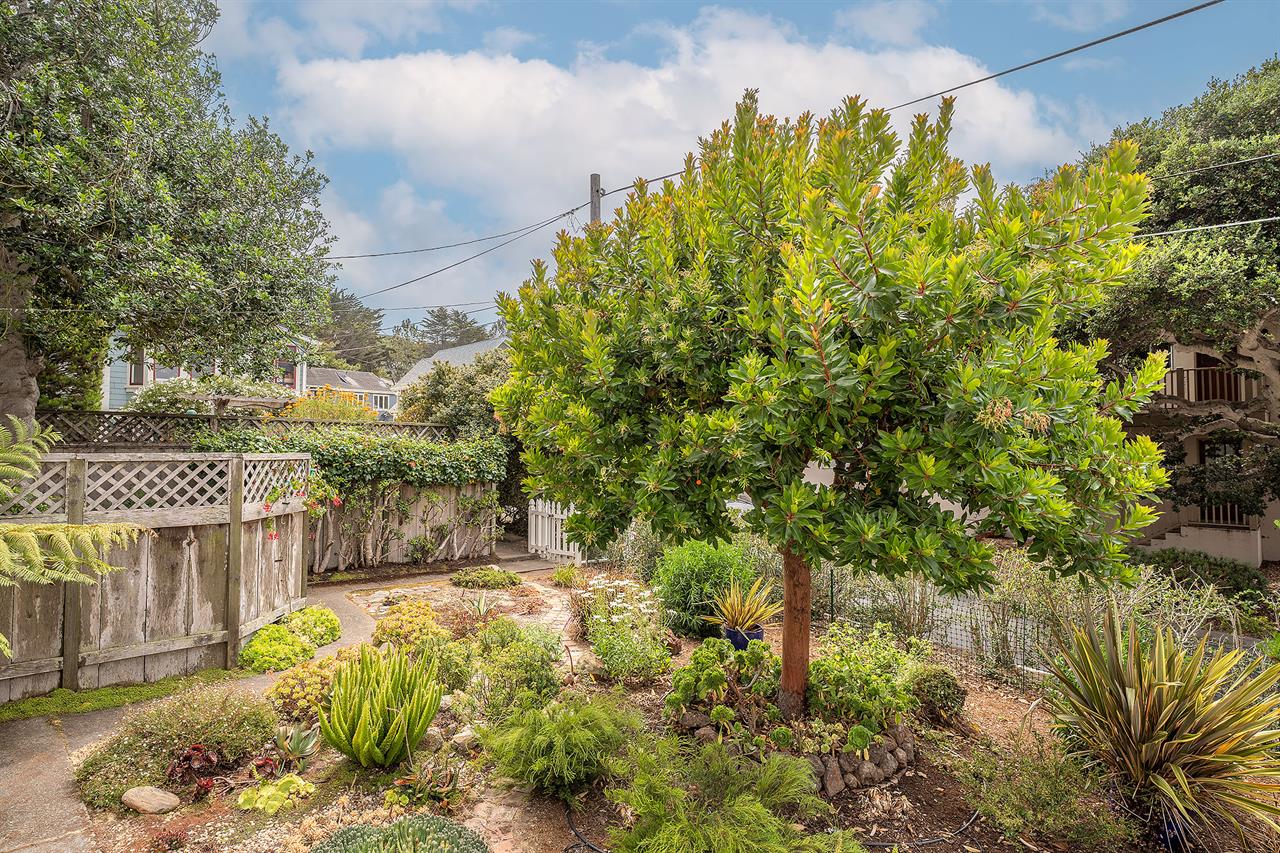 Lush Backyard Landscaping
