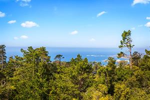 More Panoramic Ocean Views Through the Forest