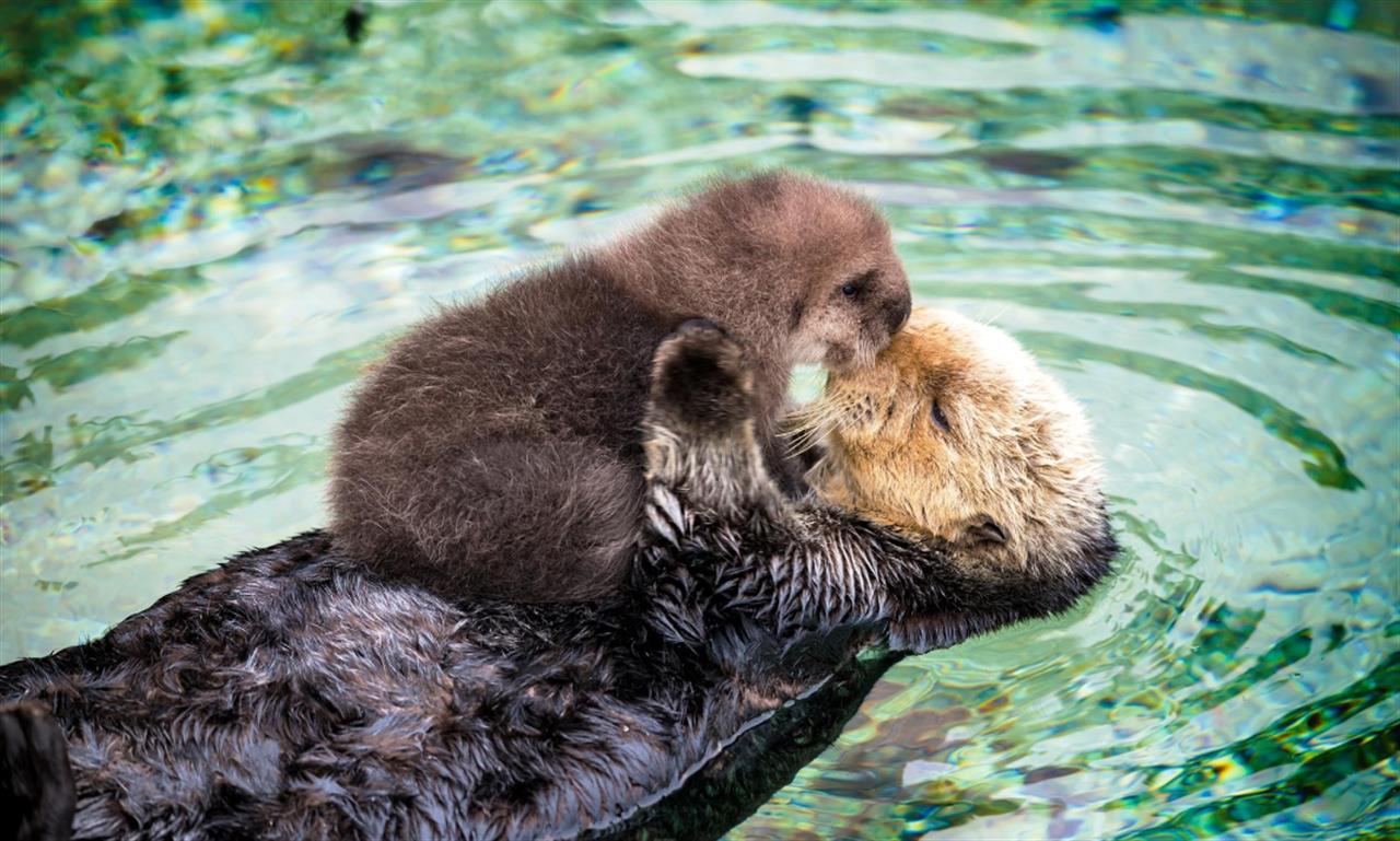Nearby Monterey Bay Aquarium