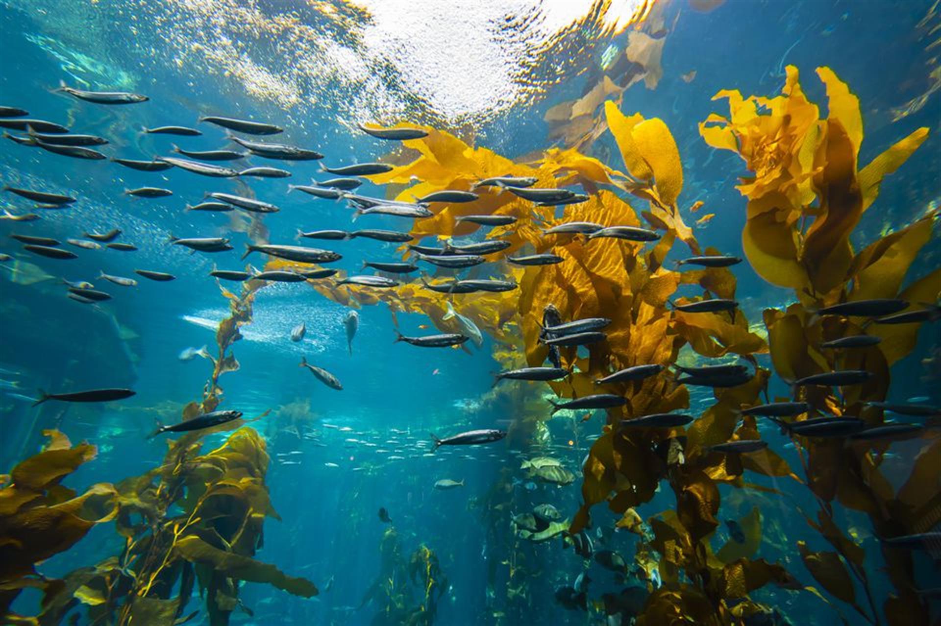 Monterey Bay Aquarium