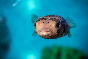 Monterey Bay Aquarium