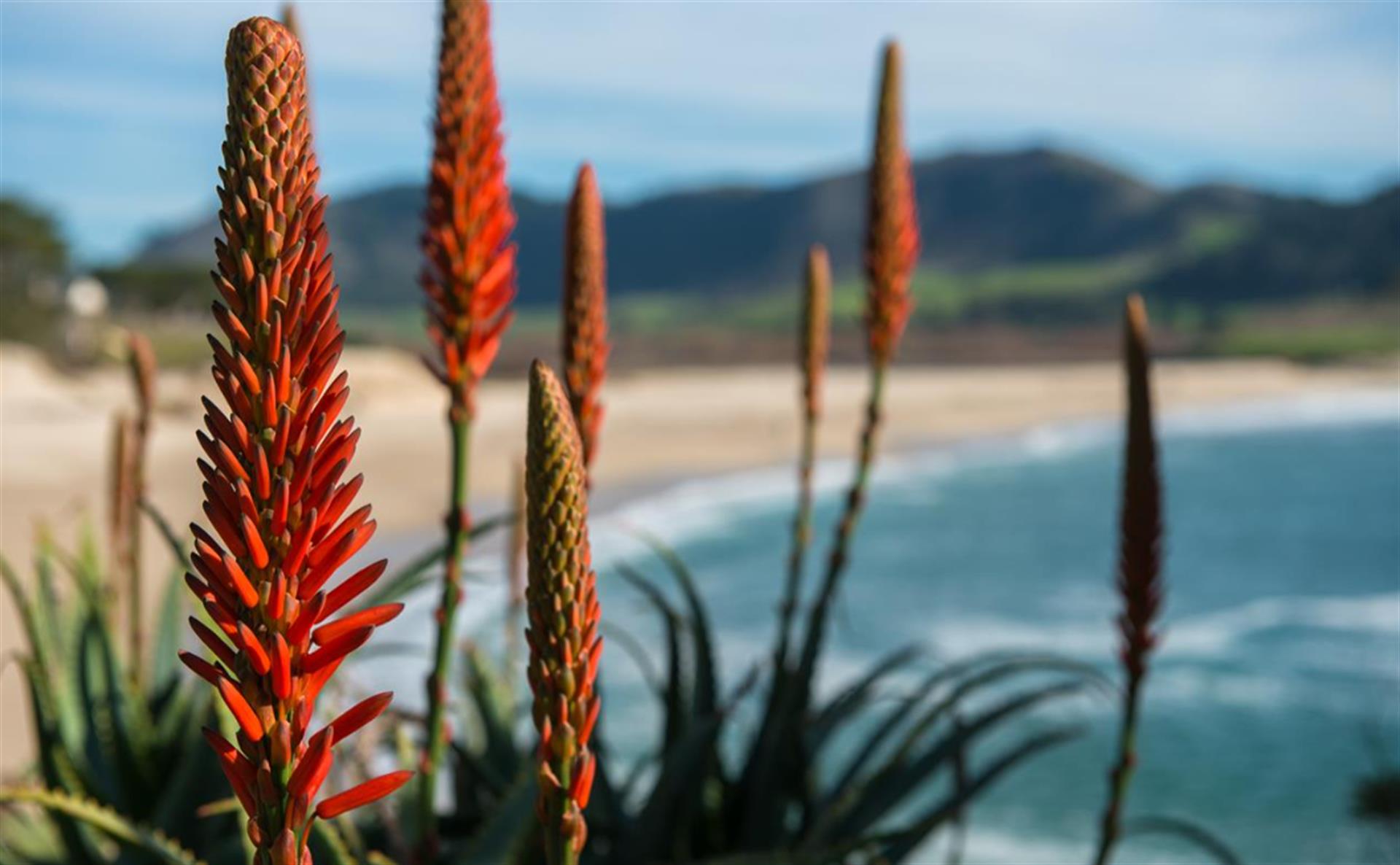 Carmel River Beach