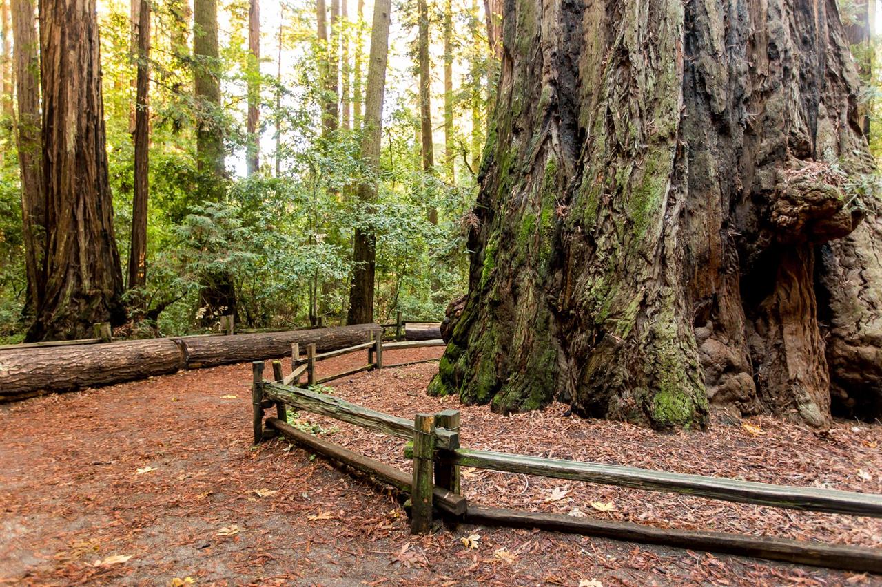 There are Several State and Local Parks with Giant Redwoods