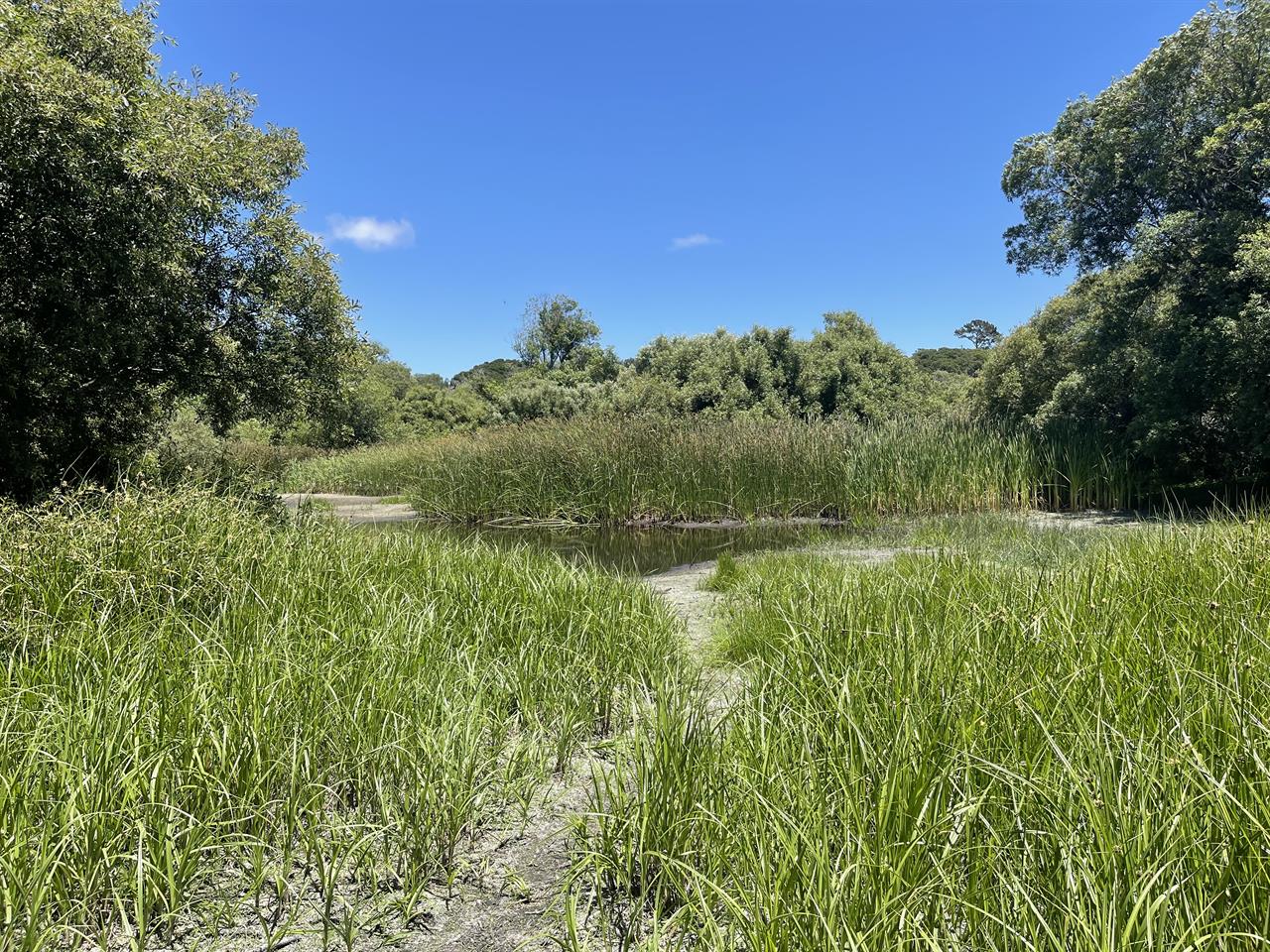 Frog Pond Nature Preserve