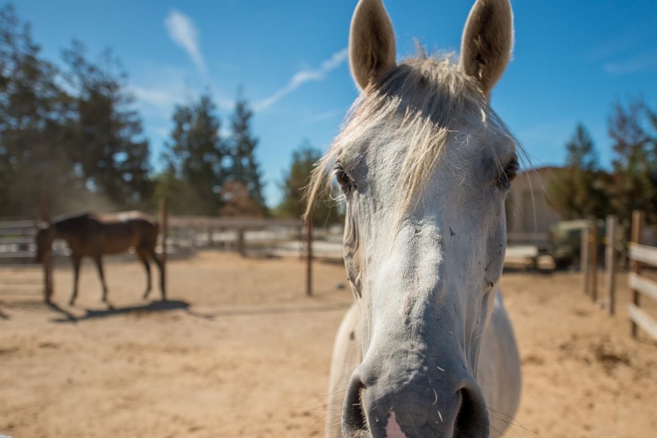 Carmel Valley  Wineries, Horses and Organic Farms