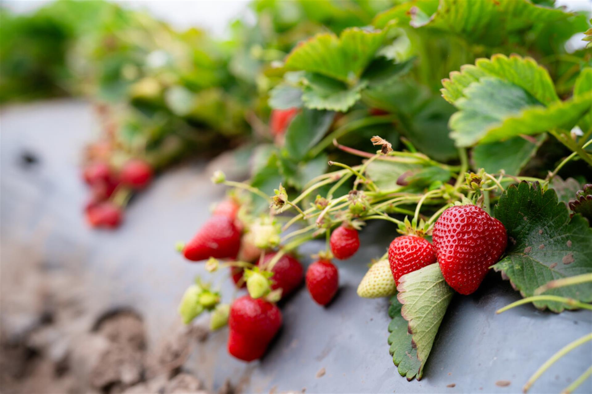 Be Sure to Visit the Many YouPick Farms